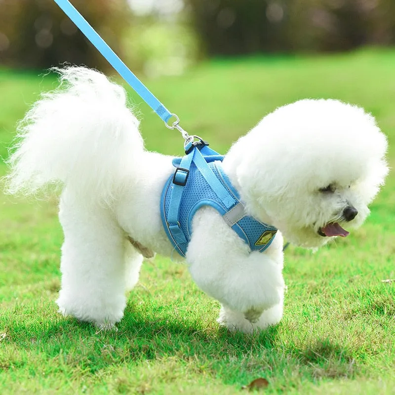 On-the-Go Harness (No-Pull)